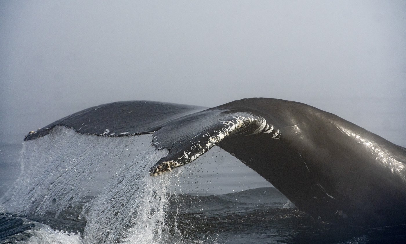 Ferry strike humpback whale near Vancouver