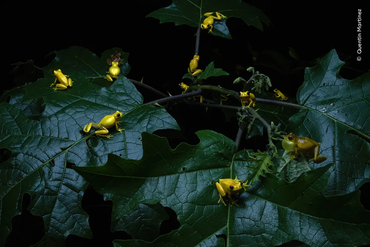 bright yellow frogs on dark green leaves