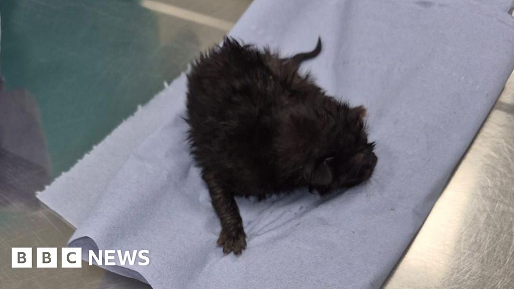 Kitten rescued from inside Plymouth police vehicle wheel arch