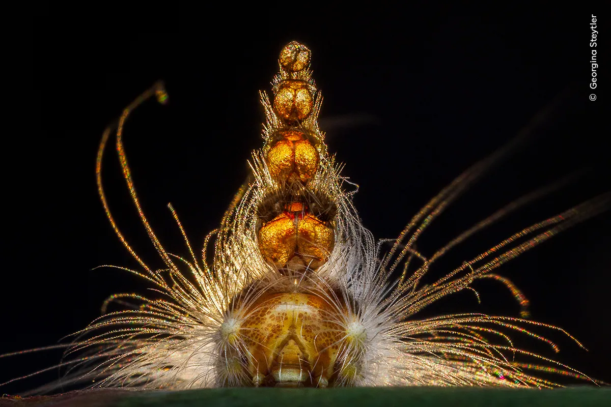 A backlit close-up of a catapilar head on with a tower of transluscent spheres on top and hair surrounding.