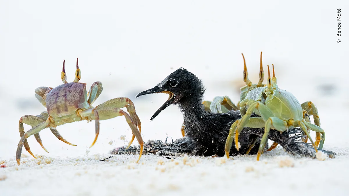 two green ghost crabs young brown noddy chick on the beach.