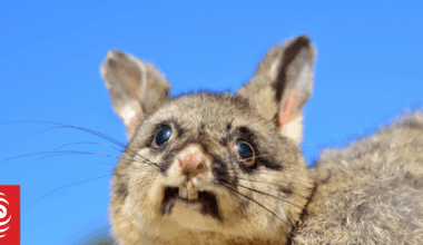 Greater Wellington council wants people to stop adopting possums as pets