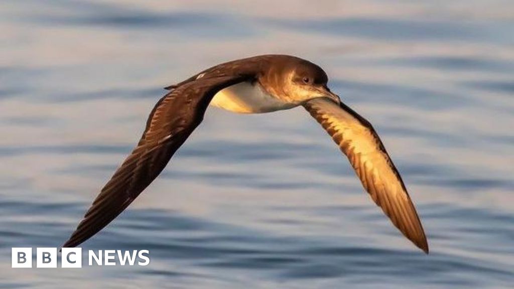 Manx Shearwater breeds on island for first time in decades