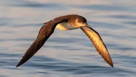 Greg Morgan/RSPB A Manx Shearwater flying above water. It has a white under and a dark top of feathers. 