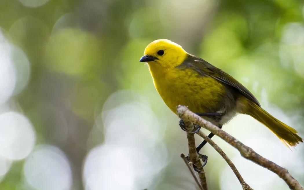 'Plugging holes in a dam': native birds facing extinction