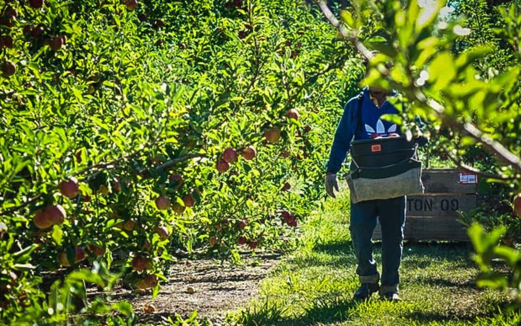 Are orchardists 'crying out' for workers?