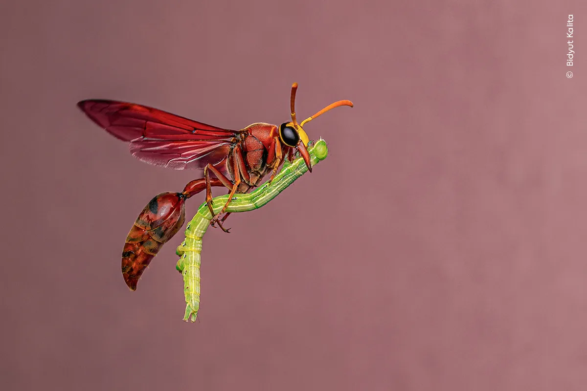 A potter wasp mid-flight carrying a green caterpillar against a mauve background.
