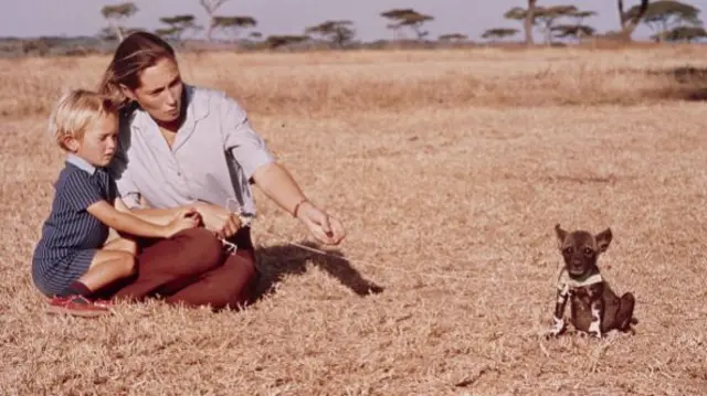 Hugo Eric Louis van Lawick and Jane Goodall appearing on the ABC special 'The Wild Dogs of Africa'