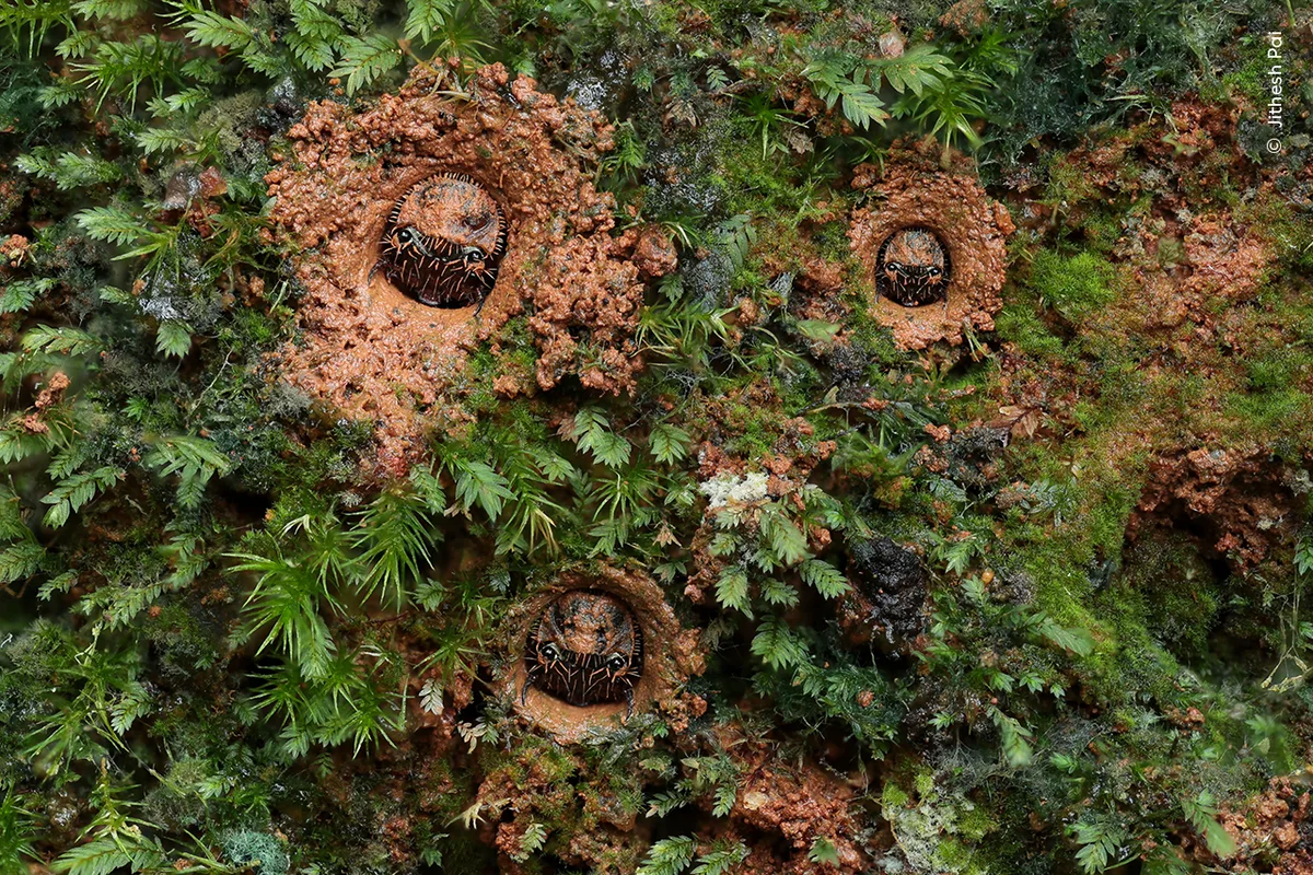 three tiger beetle larvae heads poking out loose soil and foliage.