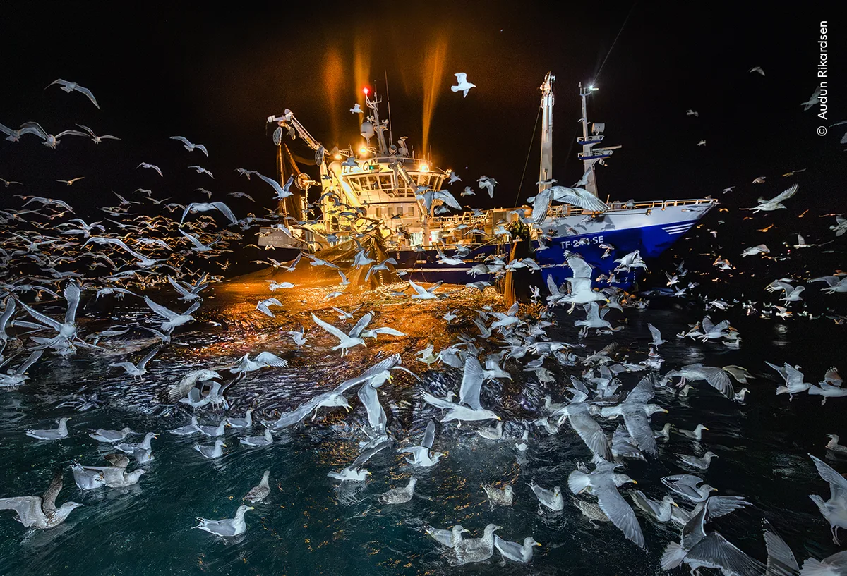 gulls filling the frame in flight and in the water with a boat in the background, taken at night.