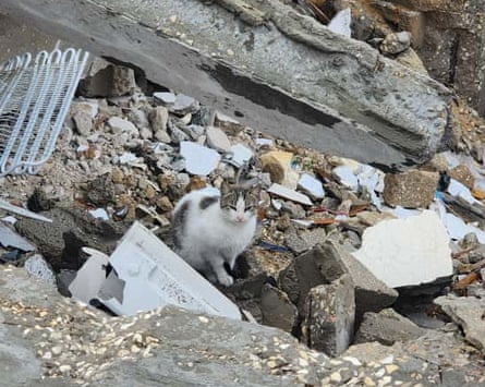 A white and grey cat sits on some broken stones.