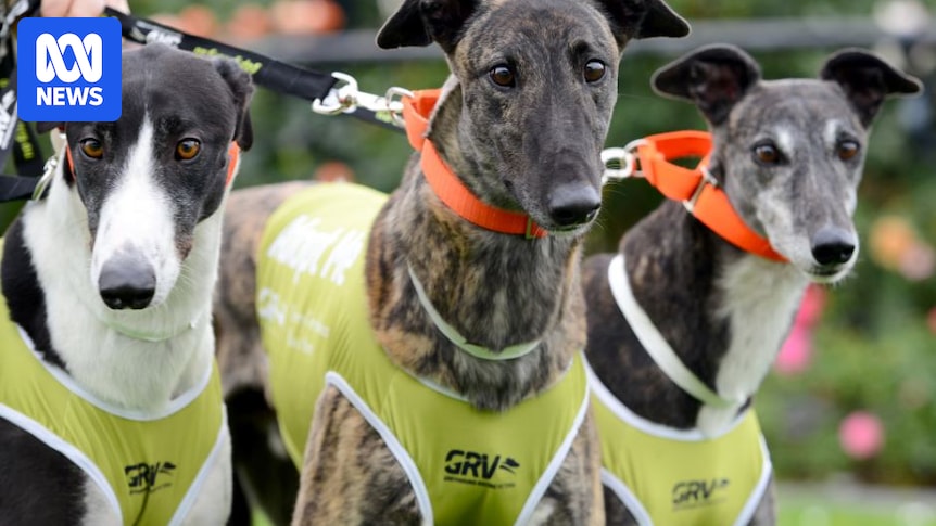 Greyhound Racing NSW to close 11 of its 27 tracks around the state