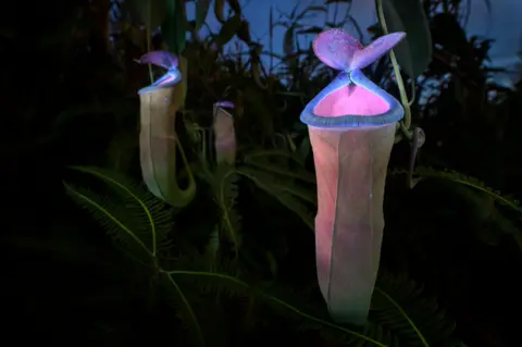 Chien Lee Insect-attracting pitcher plants glowing pink and violet under UV torchlight in darkness.

