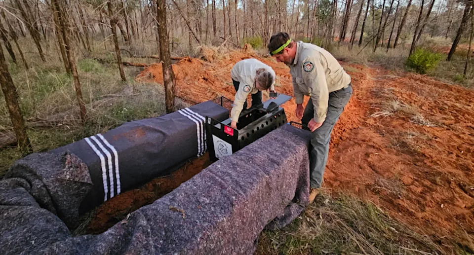 Two rangers checking the wombats in the cages before transportation. 