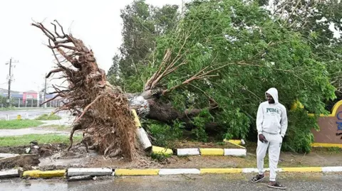 Getty Images A man looks at a fallen tree in St. Catherine, Jamaica, shortly before Hurricane Meliss