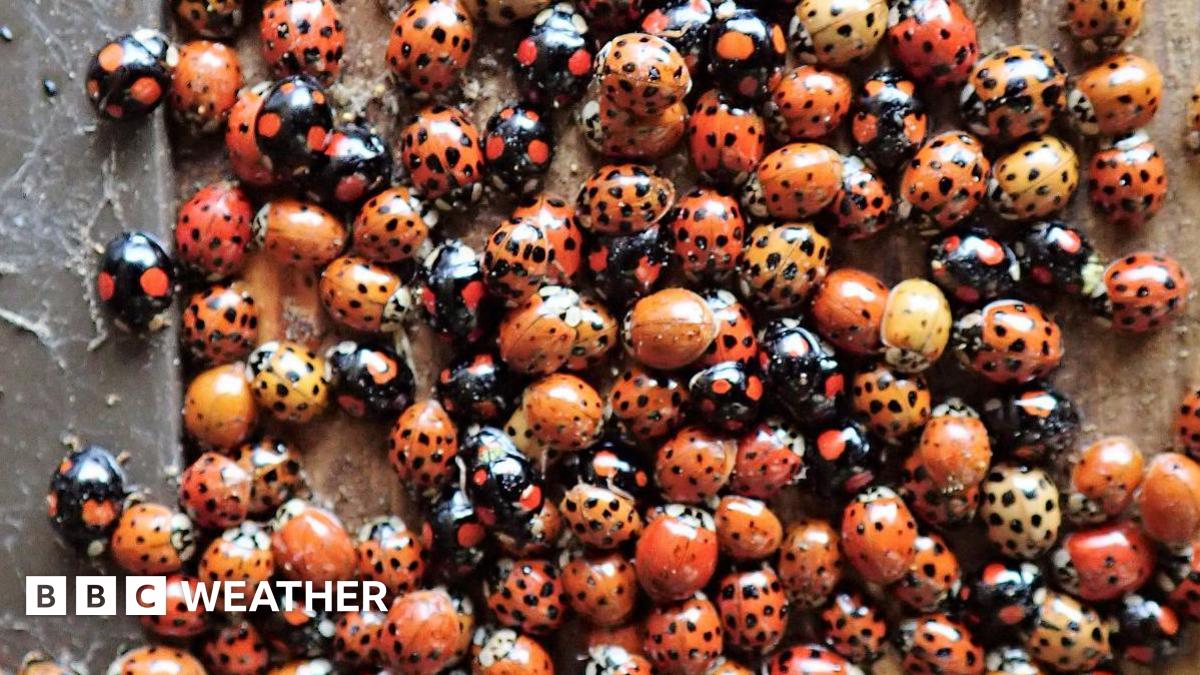 A close up picture of a swarm of red and black spotted ladybirds