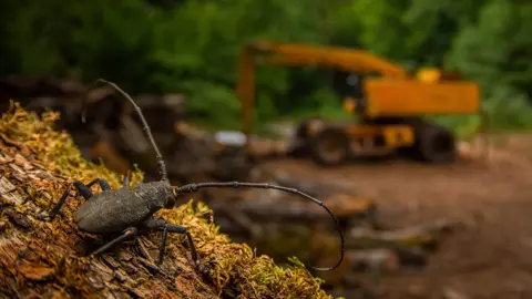 Andrea Dominizi Longhorn beetle on tree bark with its long antennae raised, a yellow digger blurred behind in a forest.