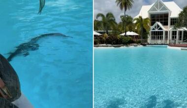 Guests at luxury Aussie resort stunned to find crocodile in swimming pool