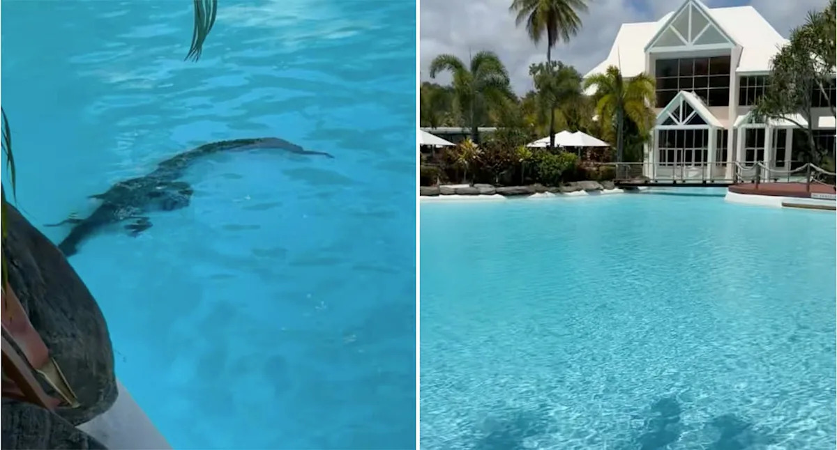 Guests at luxury Aussie resort stunned to find crocodile in swimming pool