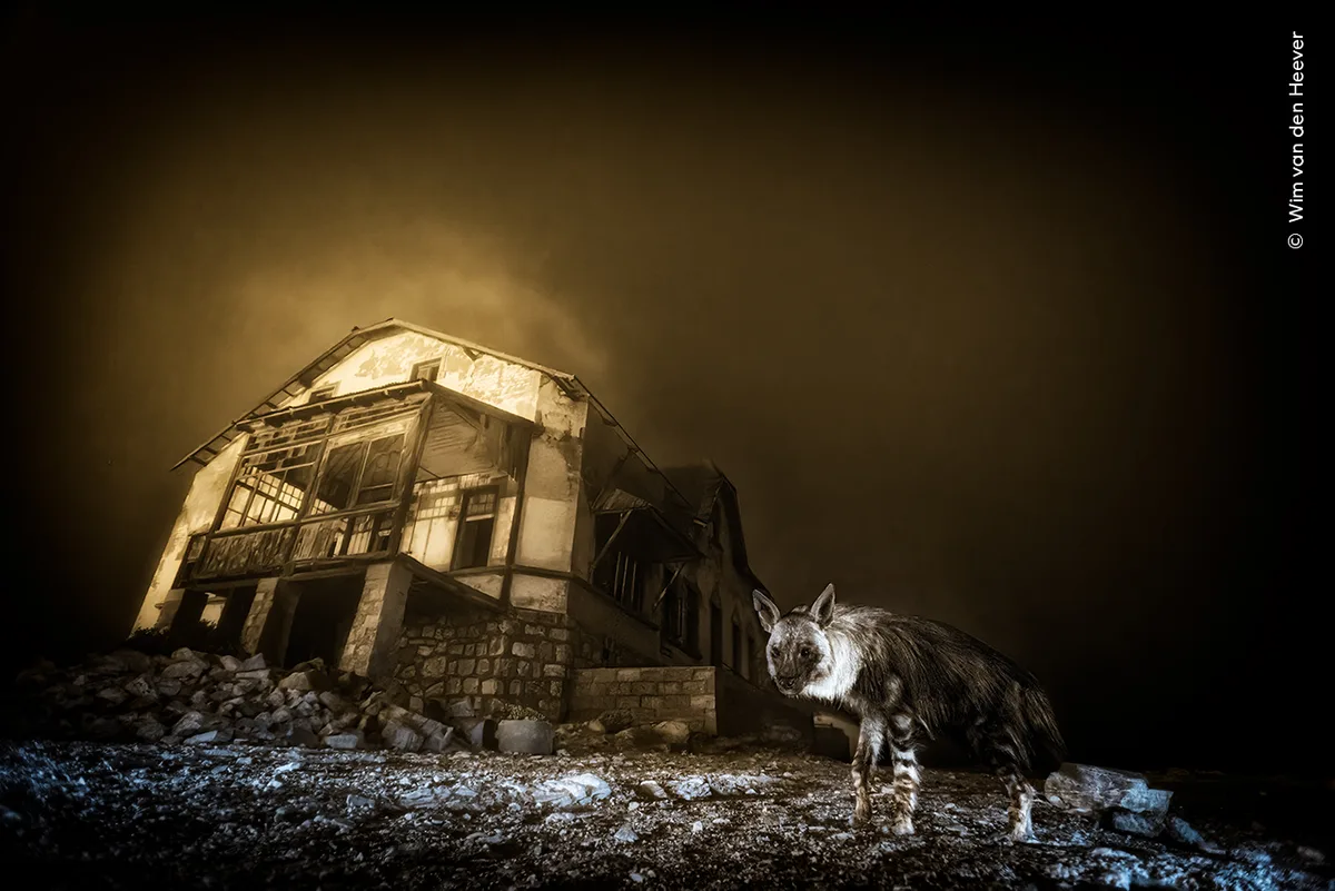 Taken at night, a lone wolf is pictured next to a building that's glowing. 