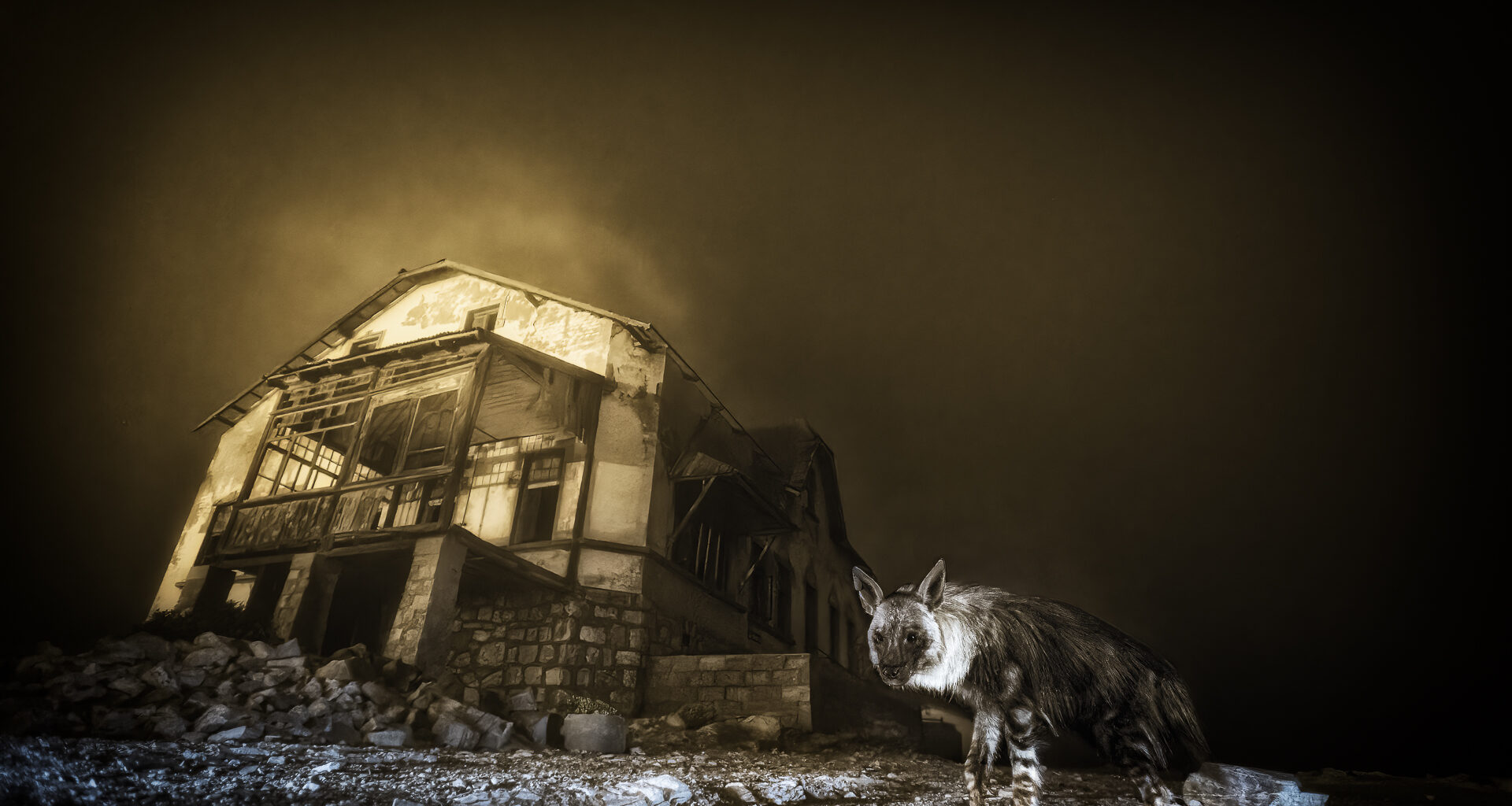 Wildlife Photographer of the Year 2025 winning images