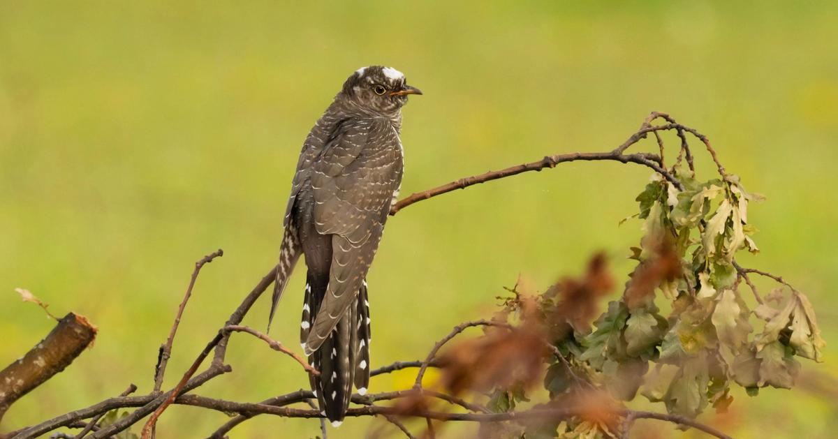 Different bird species understand anti-cuckoo warning calls