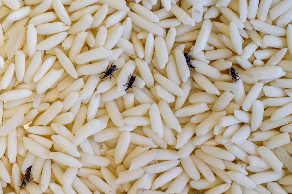Weevils on grains of rice. 
