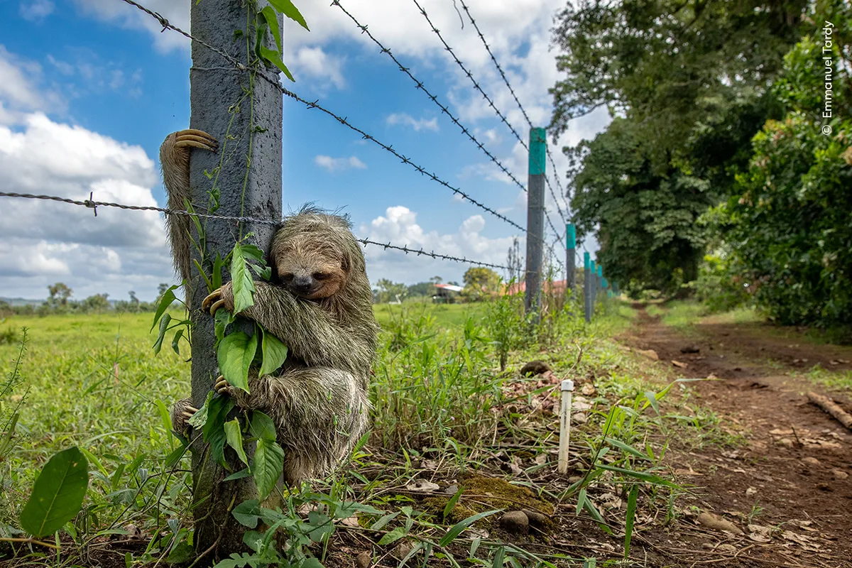 A sloth is pictured clinging onto a fence post with barbed wire.