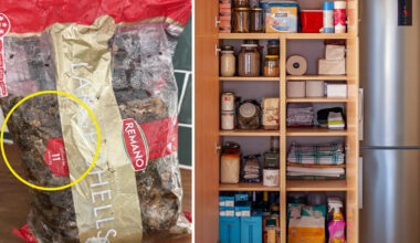 Disastrous pantry discovery prompts warning about 'common' pest invading Aussie homes