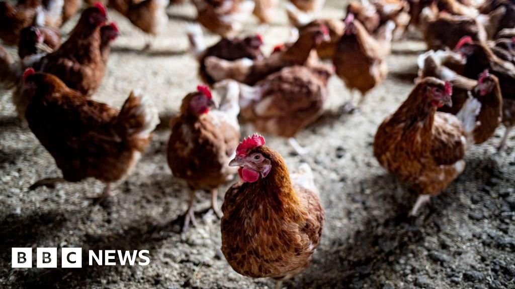 Chicken cull after suspected outbreak in County Tyrone