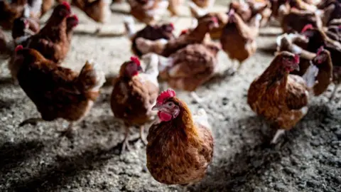 Getty Images Chickens in a chicken coop. 
