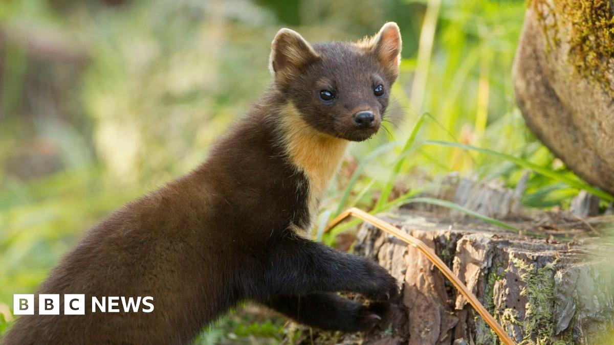 A cat-sized pine marten with brown fur and light fur around its neck, next to a tree stump.