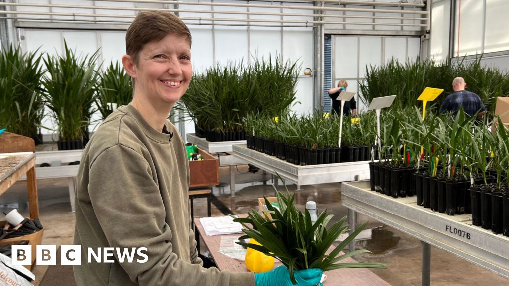 Somerset date growers hope to turn desert green as new lab opens