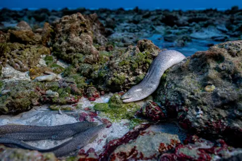Shane Gross Peppered moray eels weaving through rocks and tidal pools while scavenging carrion at low tide.