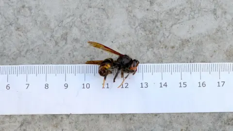 Getty Images A large yellow and brown hornet, placed on a white ruler - it appears to be between 2-3cm in length