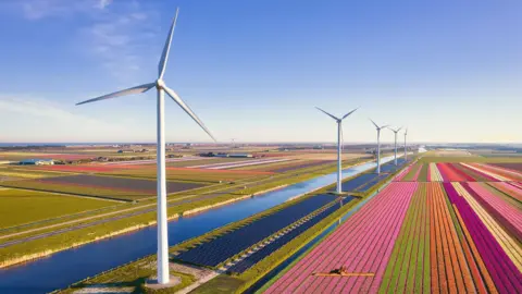 AFP via Getty Images Solar panels and wind turbines beside fields of tulips in the Netherlands