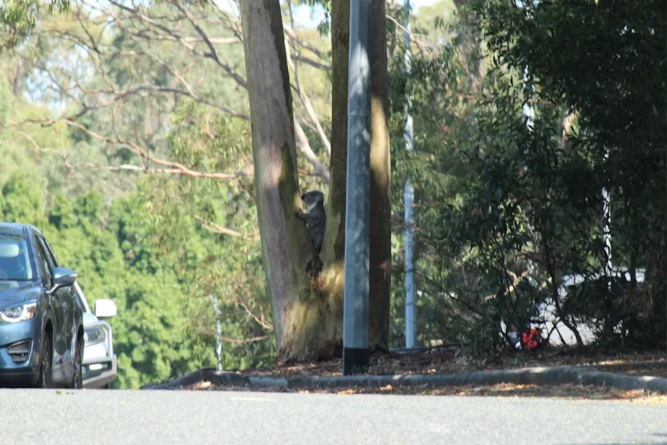 Far shot of a koala in a tree on White's Hill Reserve in Brisbane.
