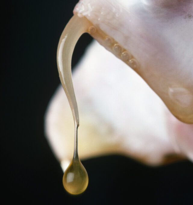Close up of dripping venomous snake fangs