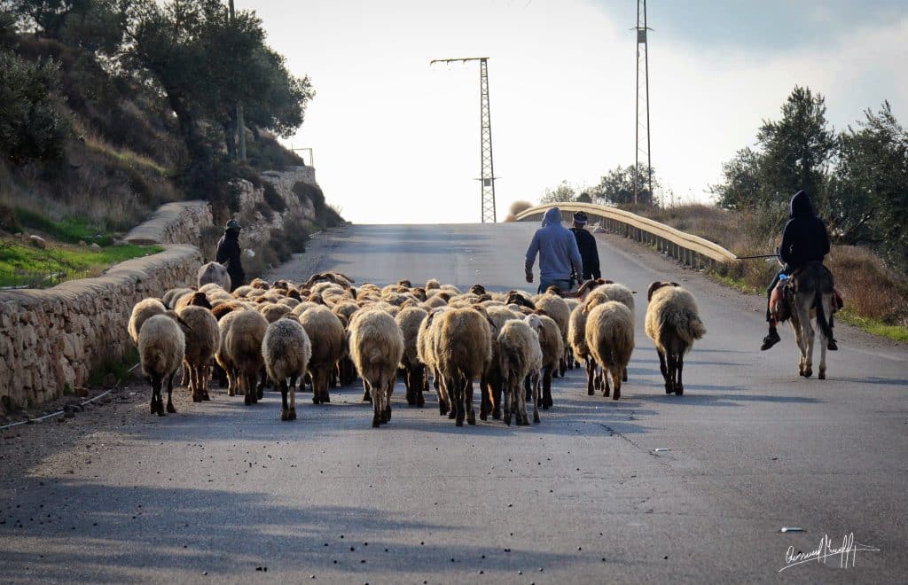 Bedouin herders tending to their flock of sheep on the outskirts of the Palestinian town of Taybeh, northeast of Ramallah. (Photo: Qassam Muaddi/Mondoweiss)