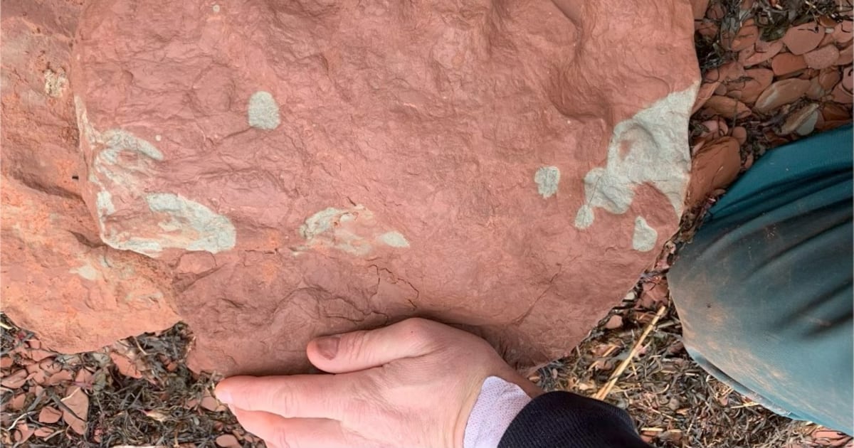 P.E.I. footprint fossil could rewrite evolution timeline, researchers say - CTV News