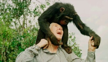 Wildlife advocate, primate expert Jane Goodall dies at 91 - CTV News