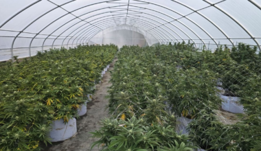 OPP seize $122M worth of cannabis plants in organized crime grow-op bust on Tyendinaga Mohawk Territory - CTV News