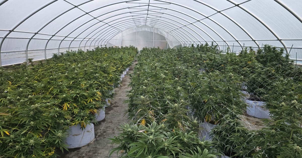 OPP seize $122M worth of cannabis plants in organized crime grow-op bust on Tyendinaga Mohawk Territory - CTV News