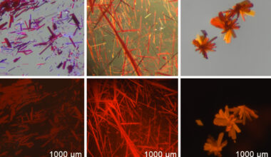 Chemists create red fluorescent dyes that may enable clearer biomedical imaging | MIT News