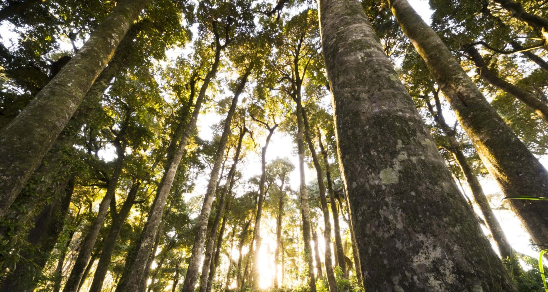 Verra Stakeholder Update Webinar – October 2025: Recap