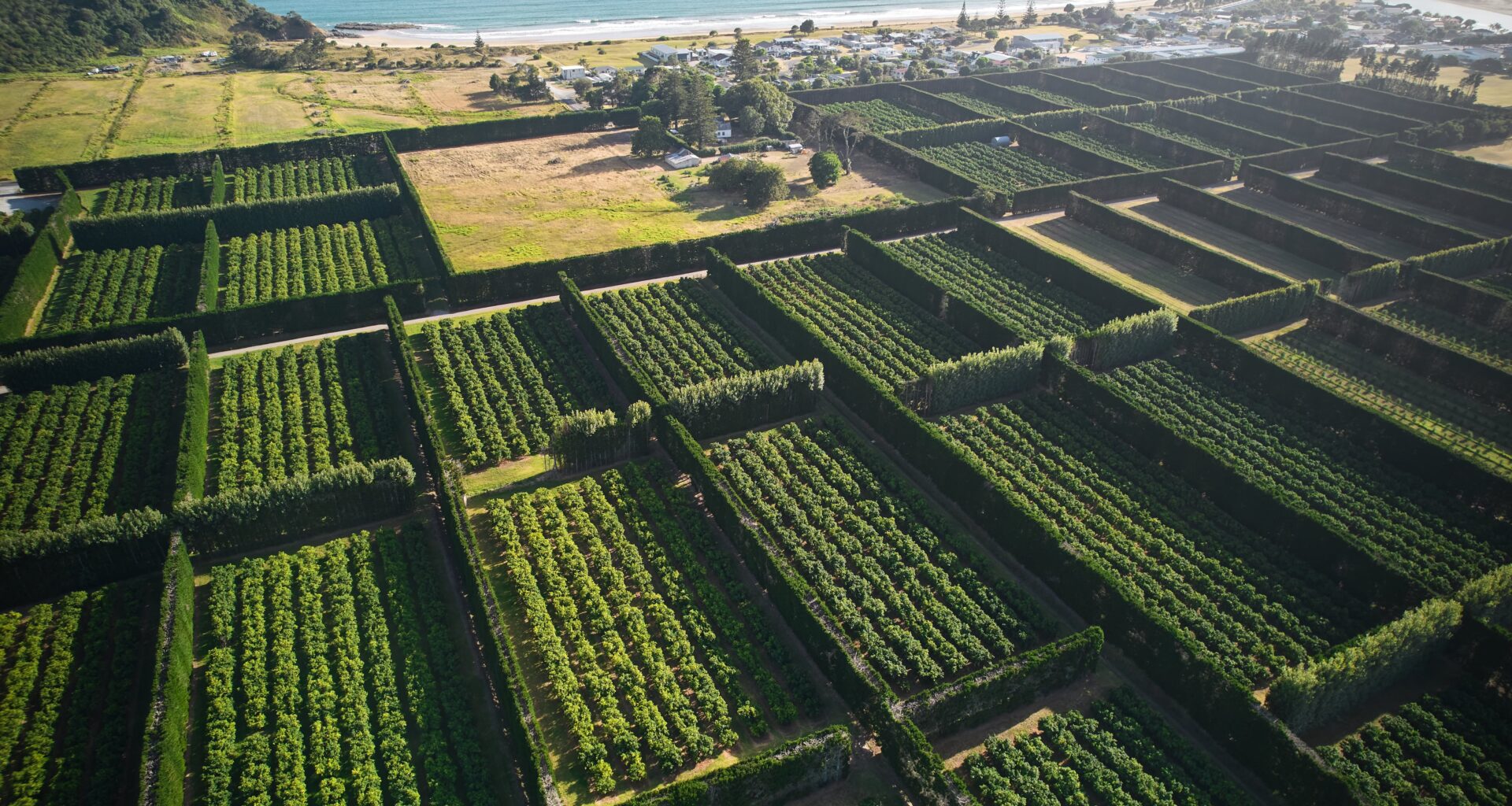 SunLive - LDS Church firm buys BOP kiwifruit orchard