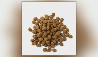 Salmonella outbreak linked to dog food and treats: Health Canada - CTV News