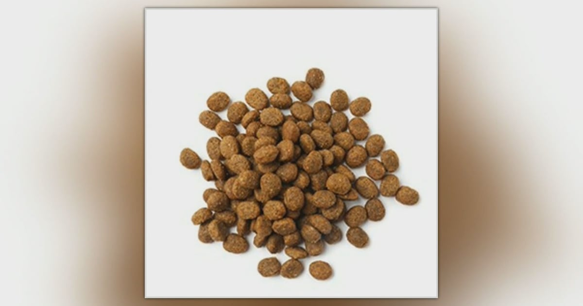 Salmonella outbreak linked to dog food and treats: Health Canada - CTV News