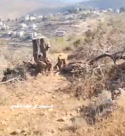 Colonizers Cut Down Dozens of Olive Trees in Hebron, Nablus |