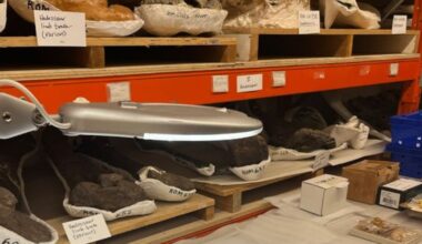 Ontario researchers solve mystery behind Toronto’s ‘subway deer’ after nearly 50 years - CTV News